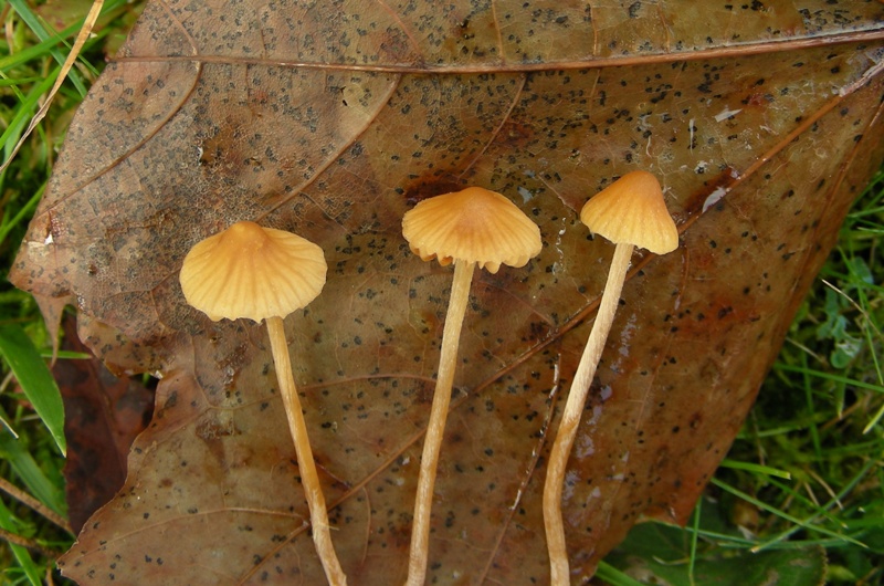 piccoli funghi